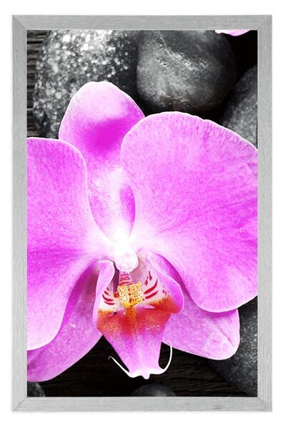 Plakát nádherná orchidej a kameny