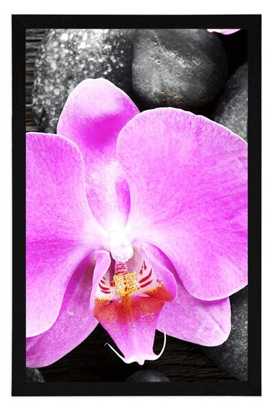 Plakát nádherná orchidej a kameny