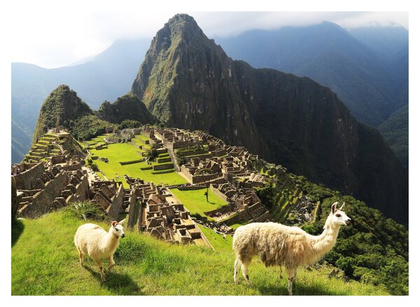 Obraz - Lamy v Machu Picchu (70x50 cm)