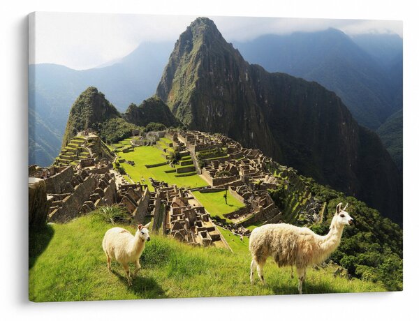 Obraz - Lamy v Machu Picchu (70x50 cm)