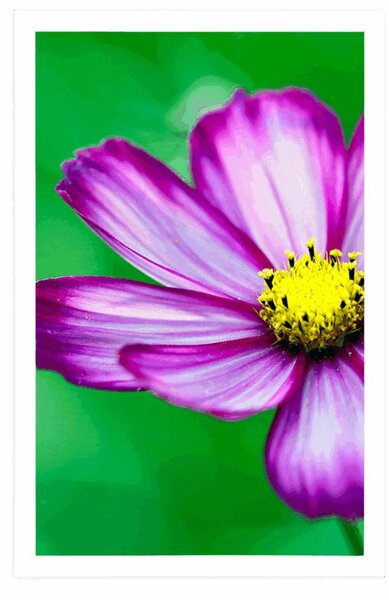 Plakát zahradní květ krasulky