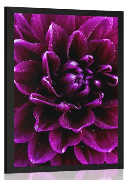 Plakát purpurovo-fialový květ