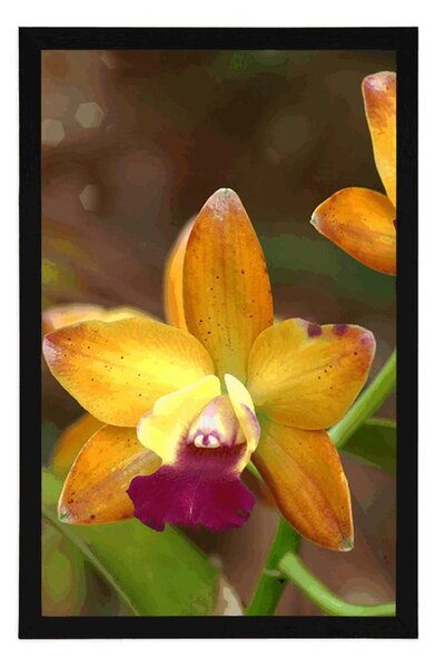 Plakát oranžová orchidej