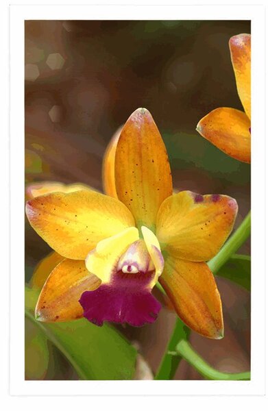 Plakát oranžová orchidej