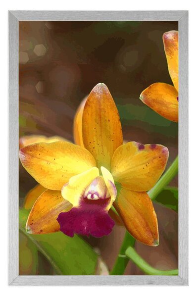 Plakát oranžová orchidej