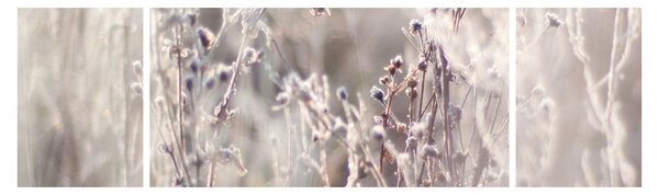 Obraz - Rostlina (170x50 cm)