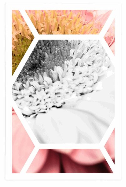 Plakát gerbera v šestiúhelníku