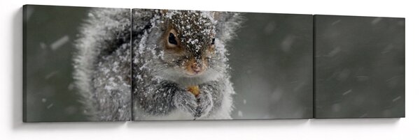 Obraz - Veverka v zimě (170x50 cm)