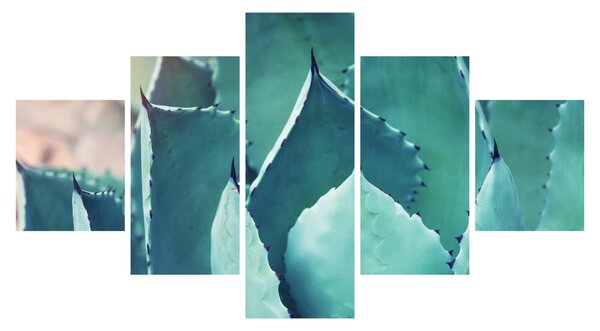 Obraz - Sukulent (125x70 cm)