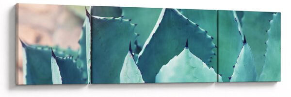 Obraz - Sukulent (170x50 cm)