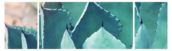 Obraz - Sukulent (170x50 cm)