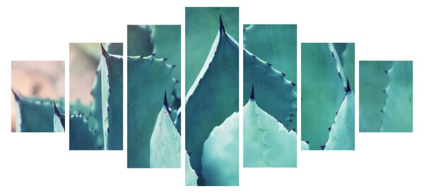 Obraz - Sukulent (210x100 cm)
