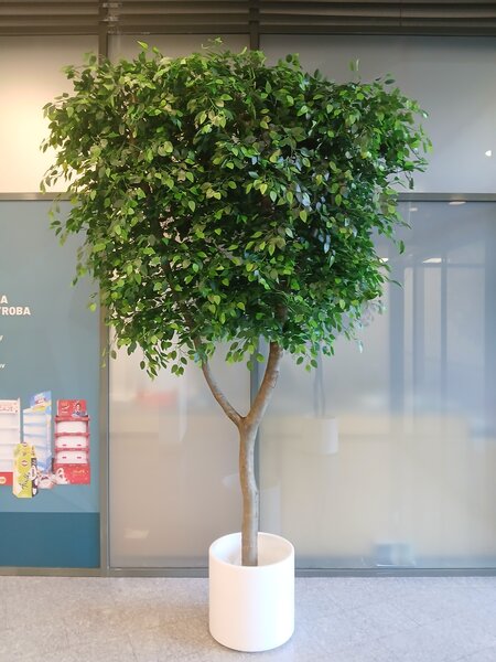 Fíkus benjamin 300cm