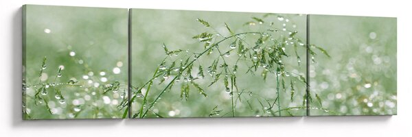 Obraz - Rosa v trávě (170x50 cm)