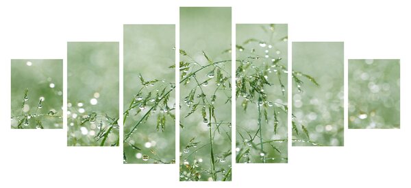 Obraz - Rosa v trávě (210x100 cm)