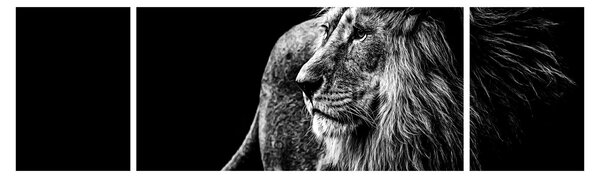 Obraz - Lev (170x50 cm)