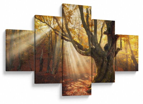 Obraz - Podzimní svit (125x70 cm)