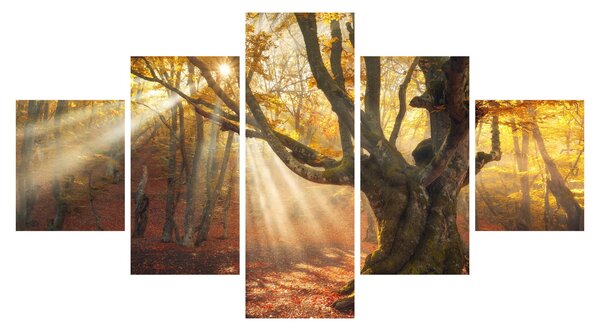 Obraz - Podzimní svit (125x70 cm)