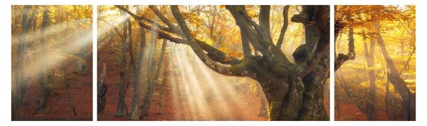 Obraz - Podzimní svit (170x50 cm)