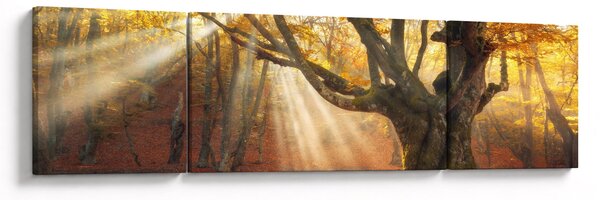 Obraz - Podzimní svit (170x50 cm)
