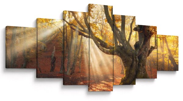 Obraz - Podzimní svit (210x100 cm)