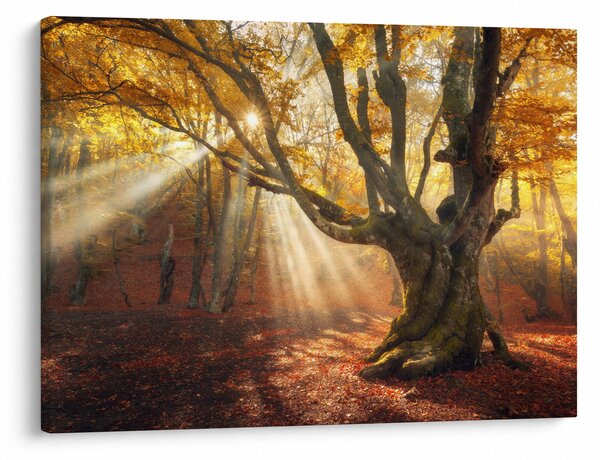 Obraz - Podzimní svit (70x50 cm)