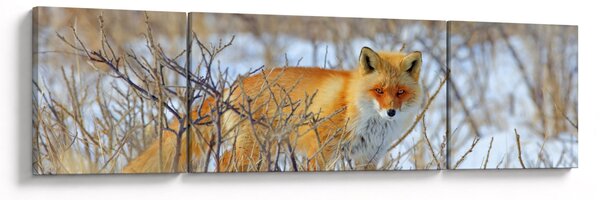 Obraz - Lišák (170x50 cm)