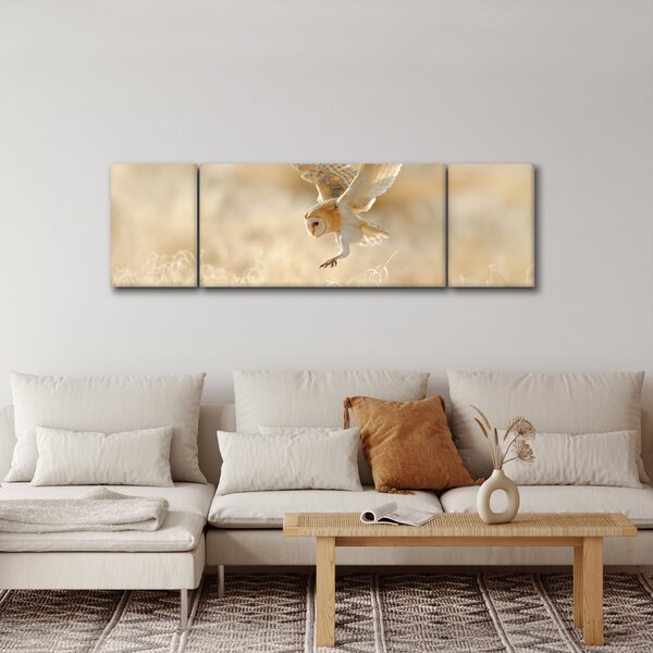Obraz - Sova (170x50 cm)