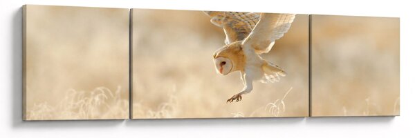 Obraz - Sova (170x50 cm)