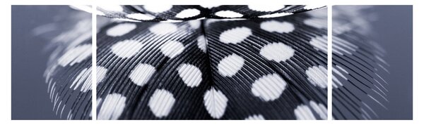Obraz - Pírko (170x50 cm)