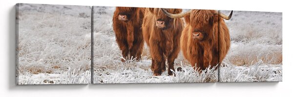 Obraz - Skotské krávy (170x50 cm)