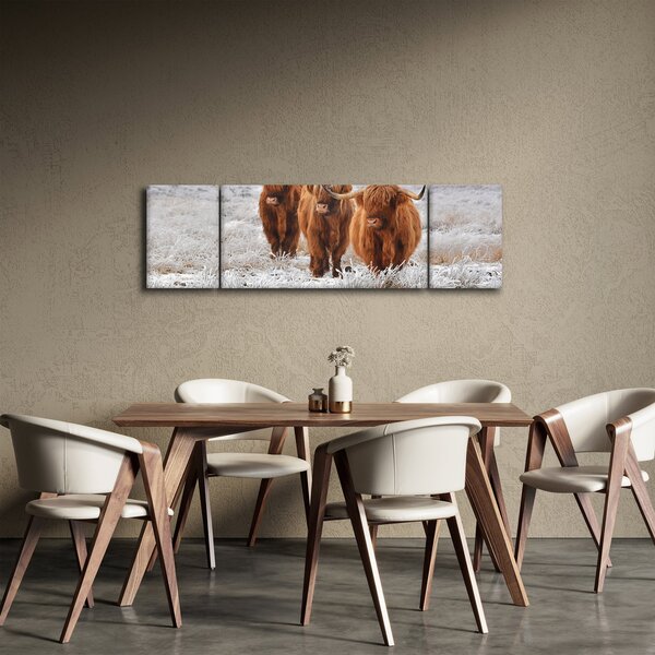 Obraz - Skotské krávy (170x50 cm)