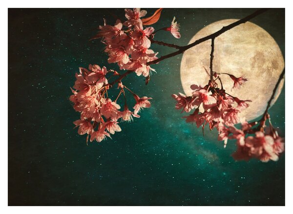 Obraz - Sakura v úplňku (70x50 cm)