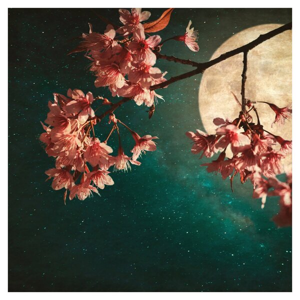 Obraz - Sakura v úplňku (30x30 cm)