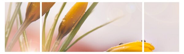 Obraz - Jarní květy (170x50 cm)