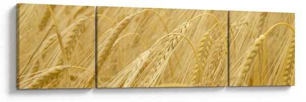 Obraz - Ječmen (170x50 cm)