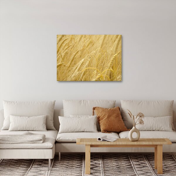 Obraz - Ječmen (70x50 cm)