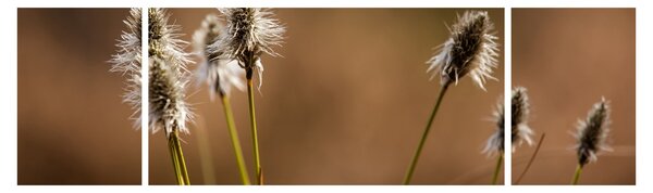 Obraz - Travina (170x50 cm)