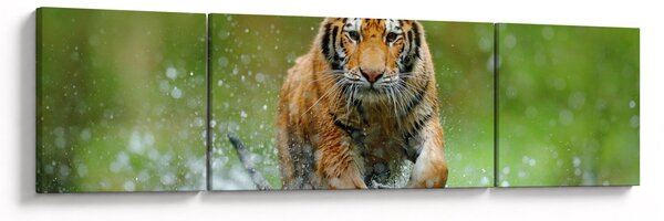 Obraz - Běžící tygr (170x50 cm)