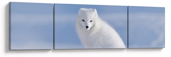 Obraz - Polární liška (170x50 cm)