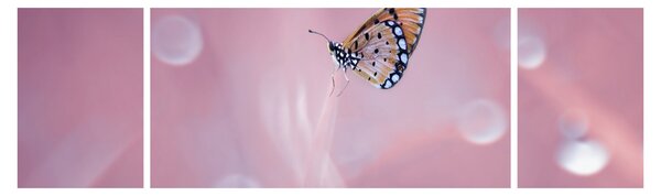 Obraz - Motýlek (170x50 cm)
