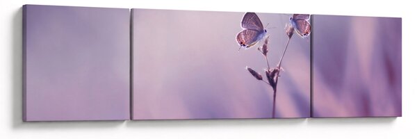 Obraz - Fialoví motýlci (170x50 cm)
