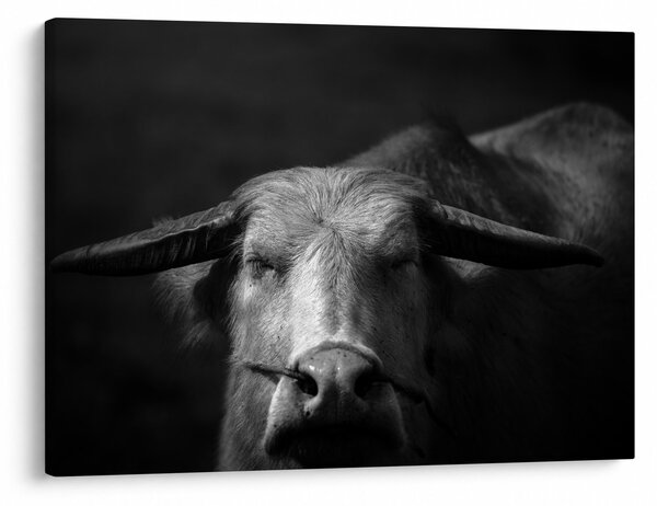 Obraz - Kráva (70x50 cm)