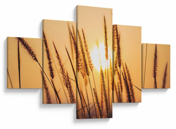 Obraz - Traviny ve slunci (125x70 cm)