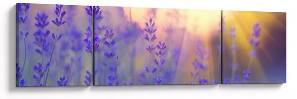 Obraz - Levandule (170x50 cm)