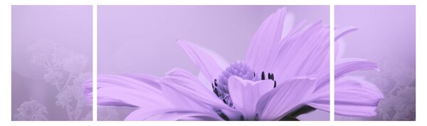 Obraz - Fialová květina (170x50 cm)