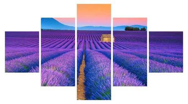 Obraz - Levandulové pole (125x70 cm)