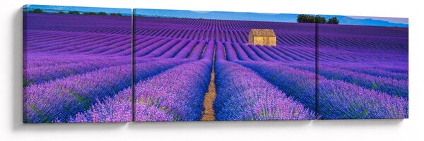 Obraz - Levandulové pole (170x50 cm)