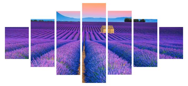 Obraz - Levandulové pole (210x100 cm)