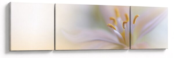 Obraz - Jemný květ (170x50 cm)